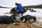 Podróżują psimi zaprzęgami po Laponii. Opowiedzą o tym w bibliotece, materiały prasowe MiPBP w Wodzisławiu Śląskim
