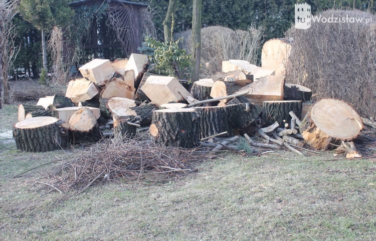 Tragedia przy wycince w Wodzisławiu. Starszy mężczyzna zginął przygnieciony drzewem. AKTUALIZACJA, mk