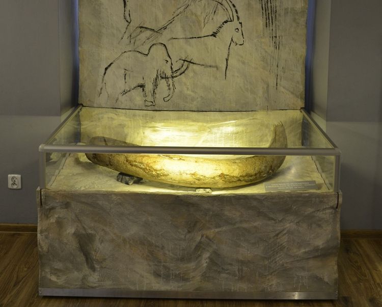 Cios mamuta powrócił po konserwacji do wodzisławskiego Muzeum, Muzeum w Wodzisławiu