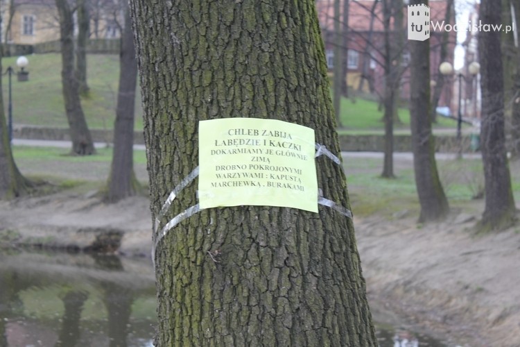 Zrewitalizowany staw w Parku Miejskim, mk