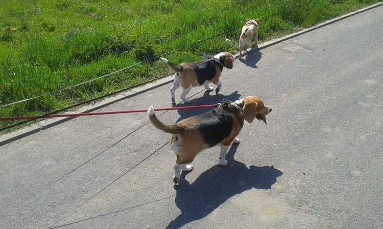 „Radlińskie Psy” otworzyły sezon spacerowy, Radlińskie Psy