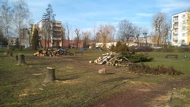 Wycinek w Wodzisławiu jest więcej. Ale miasto posadzi 20 tys. krzewów i drzew (zdjęcia)