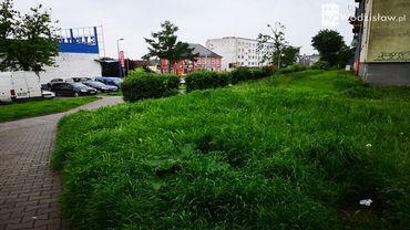 Zapuszczone trawniki w Wodzisławiu. Miasto ma problem z zielenią?