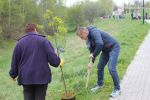 Miasto zasadziło już 300 nowych drzew. Trwa jubileuszowa akcja Wodzisławia, 