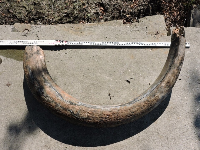 Cios mamuta odnaleziony w Wodzisławiu