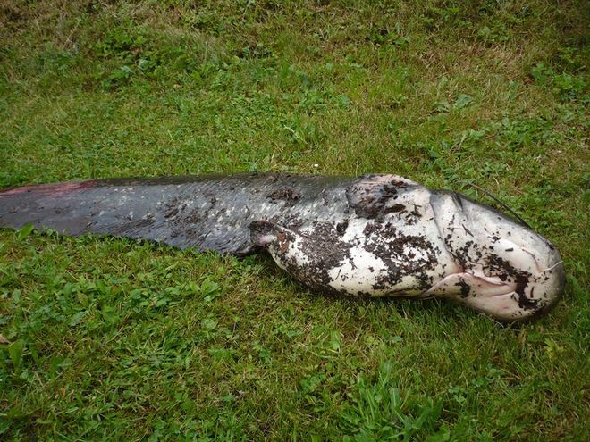Taaakiej ryby w Balatonie się nie spodziewali, źródło: Herold Wodzisławski