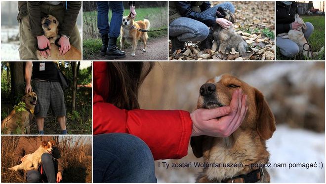Wodzisławskie koty i psy: zostań wolontariuszem!, Facebook - Wodzisławskie psy i koty