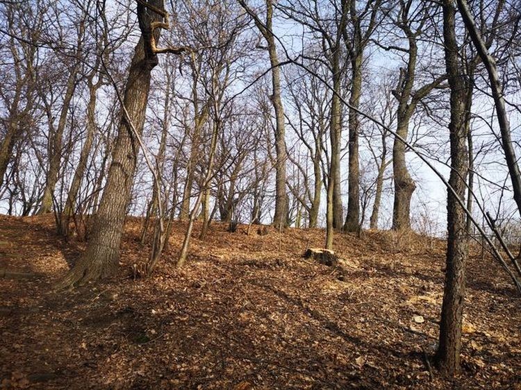 Wzgórze Galgenberg: ponad 20 drzew poszło pod topór. Mieszkanka zdruzgotana, zdjęcie nadesłane