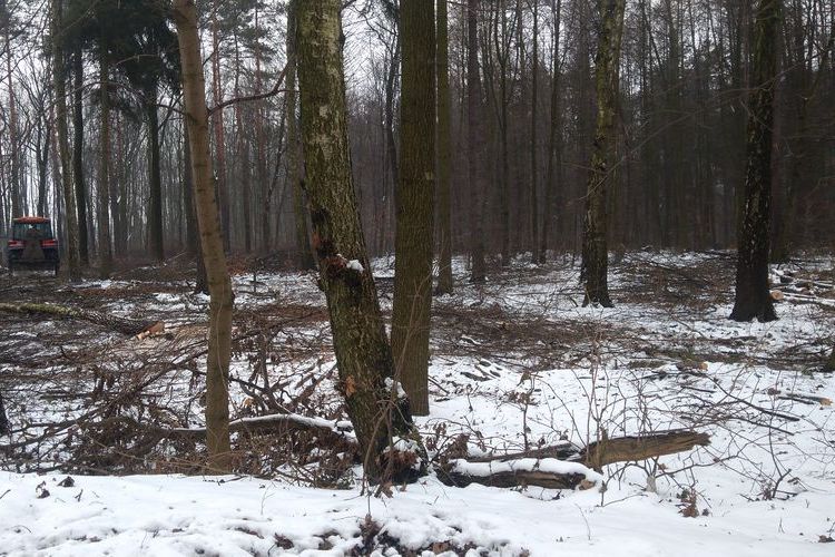 Wycinka lasu w Radlinie, Tomasz Raudner