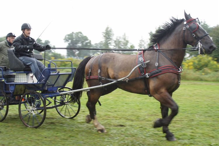 Miłośnicy koni spotkają się w ten weekend w Gogołowej na Zawodach Zaprzęgów Konnych, UG Mszana