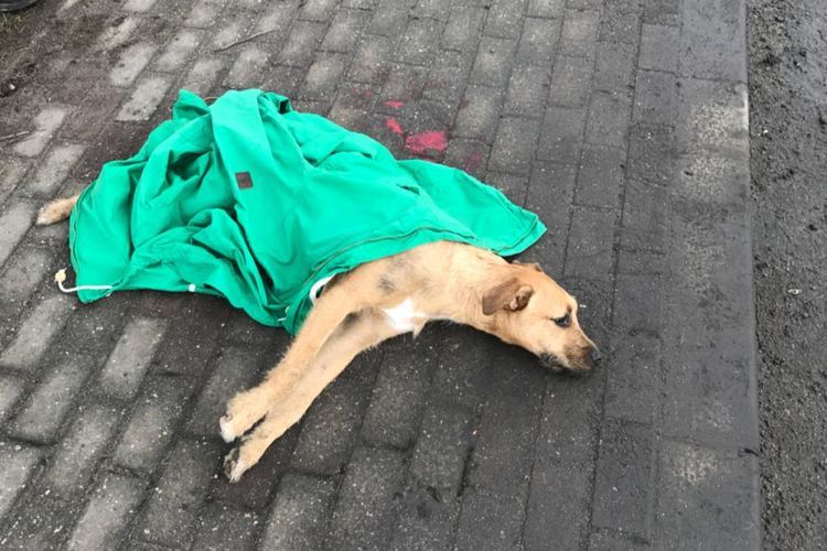 Pies wykrwawiał się na ulicy. Mieszkaniec wściekły na służby, facebook/BiałyFuriat