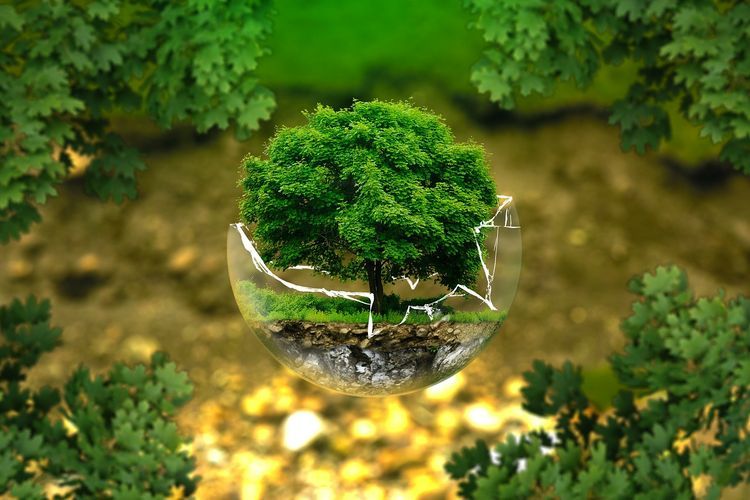 Już jutro II Forum Ekologiczne w Radlinie, pixabay