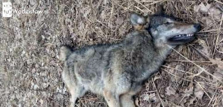 Martwy wilk w lesie w Kokoszycach. Co się stało?, 