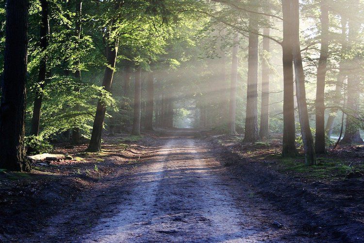 Jest zakaz wchodzenia do lasów. W całym kraju!, pixabay