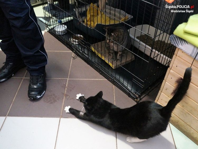 Policjanci zorganizowali zbiórkę dla bezdomnych zwierząt, Policja Wodzisław Śląski