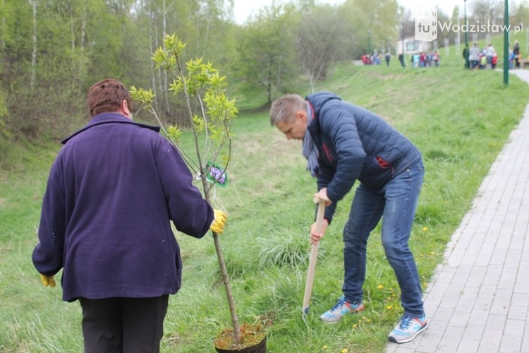 Miasto zasadziło już 300 nowych drzew. Trwa jubileuszowa akcja Wodzisławia, mk, UM Wodzisławia