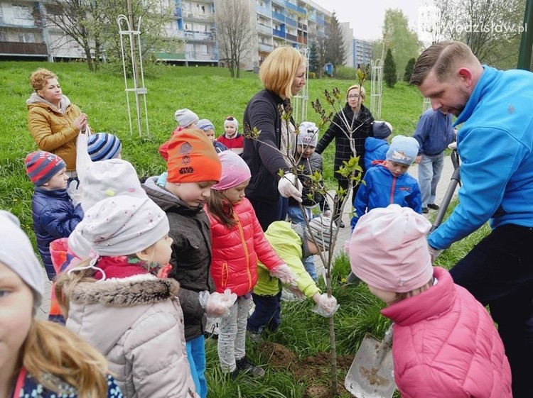 Miasto zasadziło już 300 nowych drzew. Trwa jubileuszowa akcja Wodzisławia, mk, UM Wodzisławia