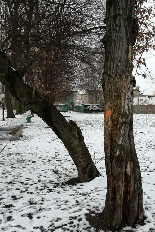 Drzewa w Parku Miejskim w Wodzisławiu do wycinki, Grzegorz Meisel