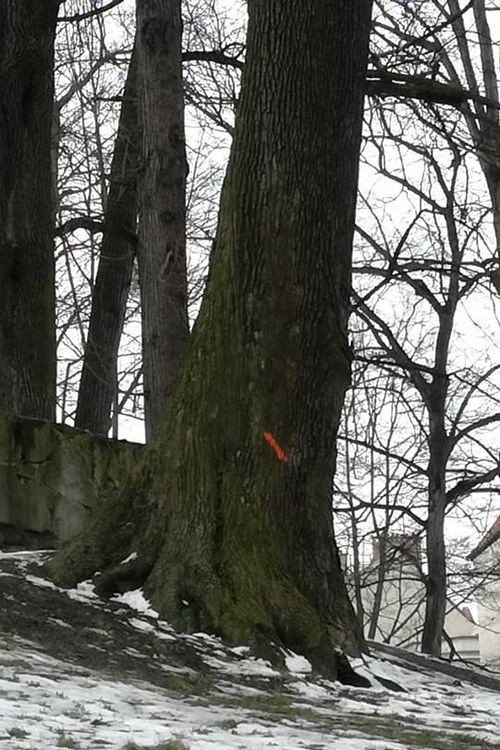 Drzewa w Parku Miejskim w Wodzisławiu do wycinki, Grzegorz Meisel