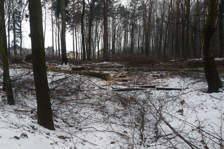 Wycinka lasu w Radlinie. Ludzie się niepokoją (zdjęcia, wideo), Tomasz Raudner