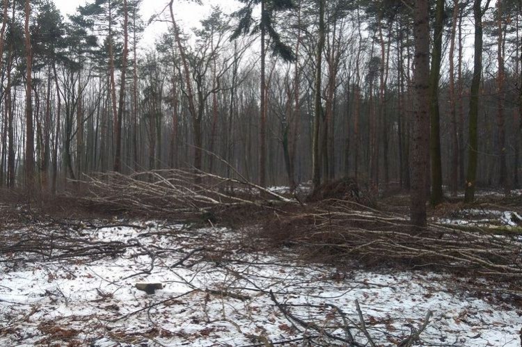 Wycinka lasu w Radlinie. Ludzie się niepokoją (zdjęcia, wideo), Tomasz Raudner