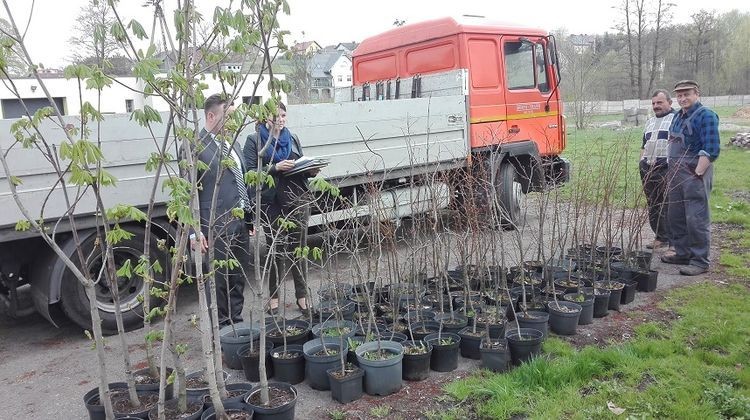 100 drzew na 100-lecie niepodległości - akcja w Mszanie, UG Mszana