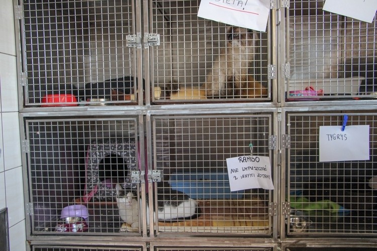Straciły dom, ale można im pomóc. Wodzisławskie psy i koty czekają na wolontariuszy, Natalia Cieślik