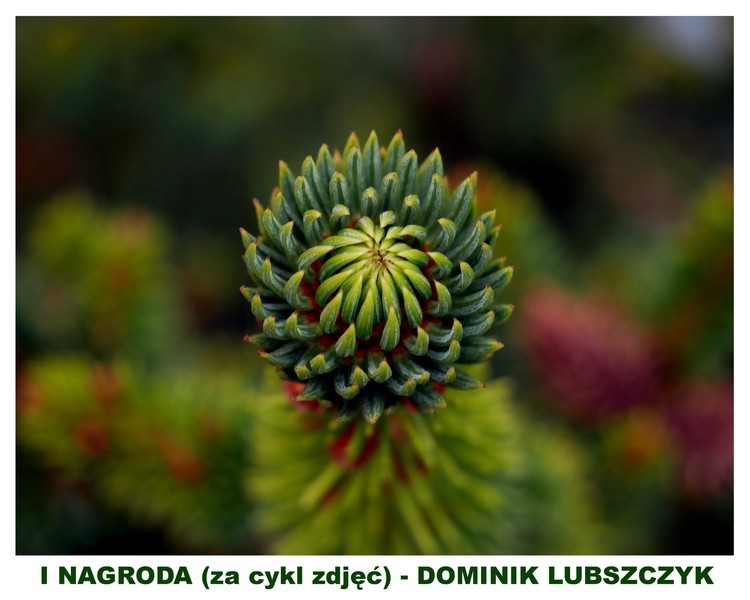 Piękne zdjęcia wiosny w obiektywie młodych fotografów!, Facebook/ uczniowie ZSP w Rydułtowach