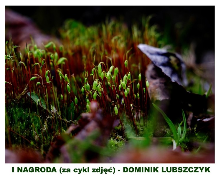 Piękne zdjęcia wiosny młodych fotografów!, Facebook/ uczniowie ZSP w Rydułtowach