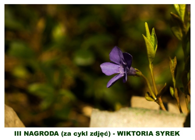 Piękne zdjęcia wiosny młodych fotografów!, Facebook/ uczniowie ZSP w Rydułtowach