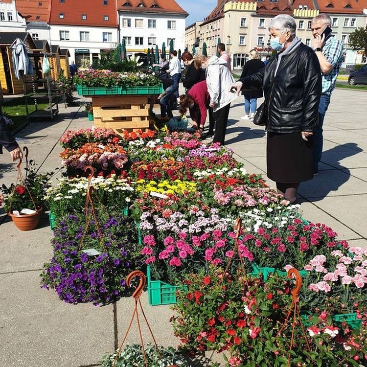 Kwiaty i „ogródki” - Rynek w Wodzisławiu dziś odżył, Redakcja, UM Wodzisław
