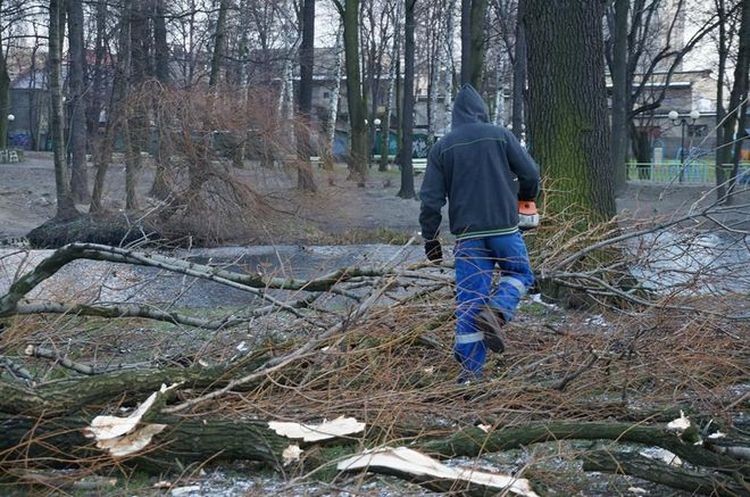 Wycinka drzew bez zgody. Co o zmianach w przepisach sądzą władze Wodzisławia Śl.?, archiwum