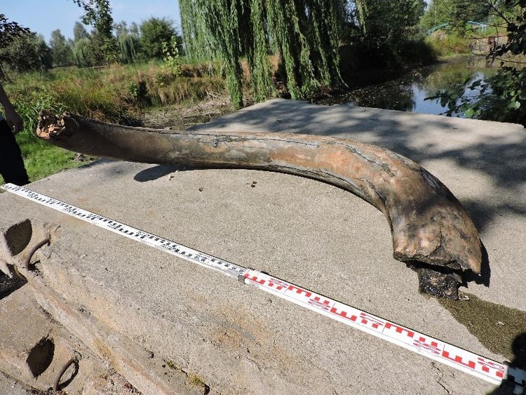 Cios mamuta powrócił po konserwacji do wodzisławskiego Muzeum, 