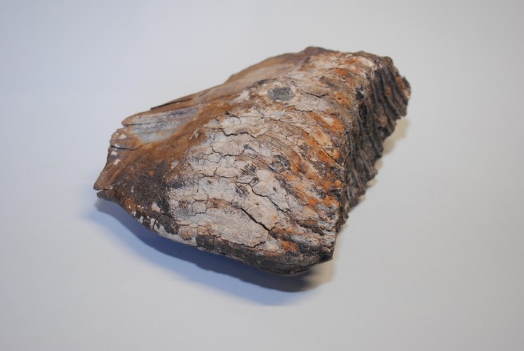 Kolejny ząb mamuta na ziemi wodzisławskiej. Można go zobaczyć w Radlinie, 