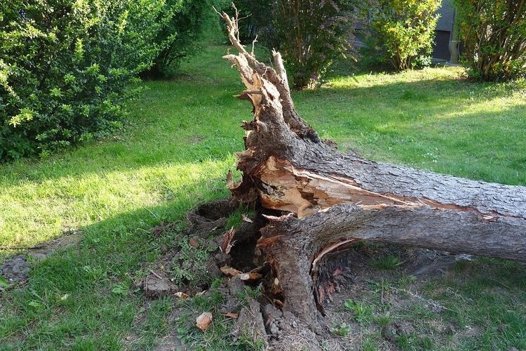 Rydułtowy: jak postępować z drzewami i krzewami uszkodzonymi przez wichurę?, UM Rydułtowy