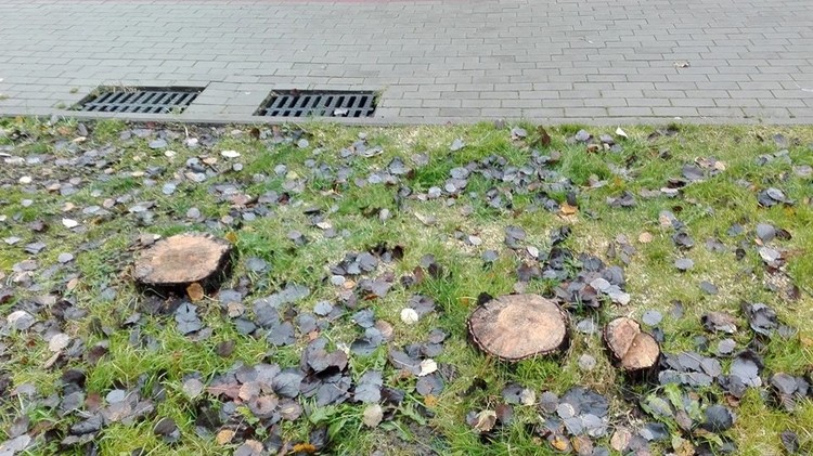Rodzinny Park Rozrywki: kilkadziesiąt drzew poszło pod topór. Dlaczego?, Grażyna Pietyra/Facebook