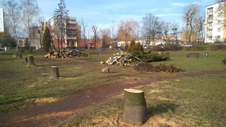 Wycinek w Wodzisławiu jest więcej. Ale miasto posadzi 20 tys. krzewów i drzew (zdjęcia), Tomasz Raudner