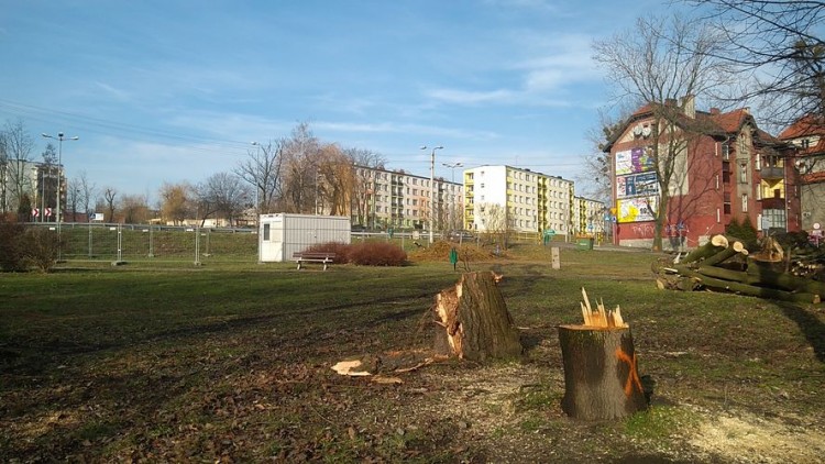 Wycinek w Wodzisławiu jest więcej. Ale miasto posadzi 20 tys. krzewów i drzew (zdjęcia), Tomasz Raudner