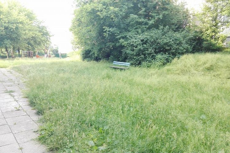 Hejt na ...Domaro – nieskoszone trawniki, psie kupy, gołębie, zdjęcie czytelnika