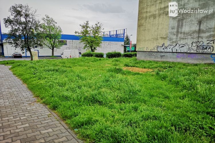 Zapuszczone trawniki w Wodzisławiu. Miasto ma problem z zielenią?, 