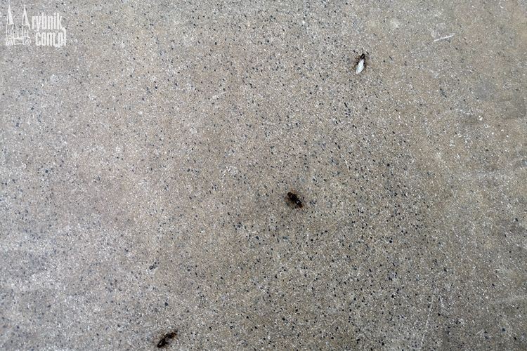 „Inwazja” latających mrówek w regionie!, Bartłomiej Furmanowicz
