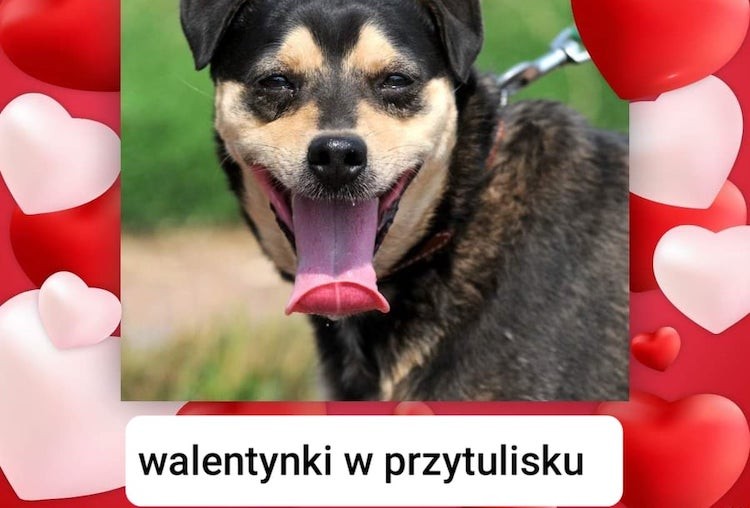 Walentynki z merdającym ogonem w wodzisławskim Przytulisku, FB: Wodzisławskie psy i koty
