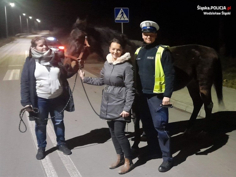 Wodzisław, Mszana: koń uciekinier wrócił do domu. Pomogli policjanci, Policja Wodzisław Śląski