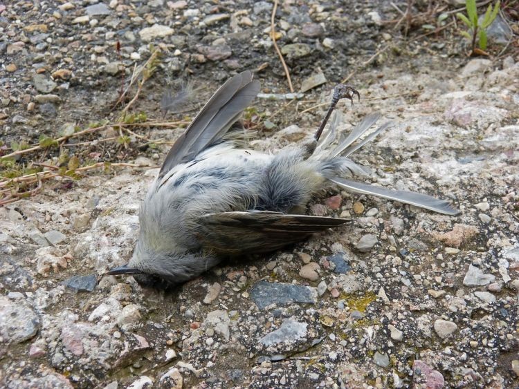 Trwa akcja służb w Roszkowie. W Polderze Buków odkryto martwe ptaki, pixabay