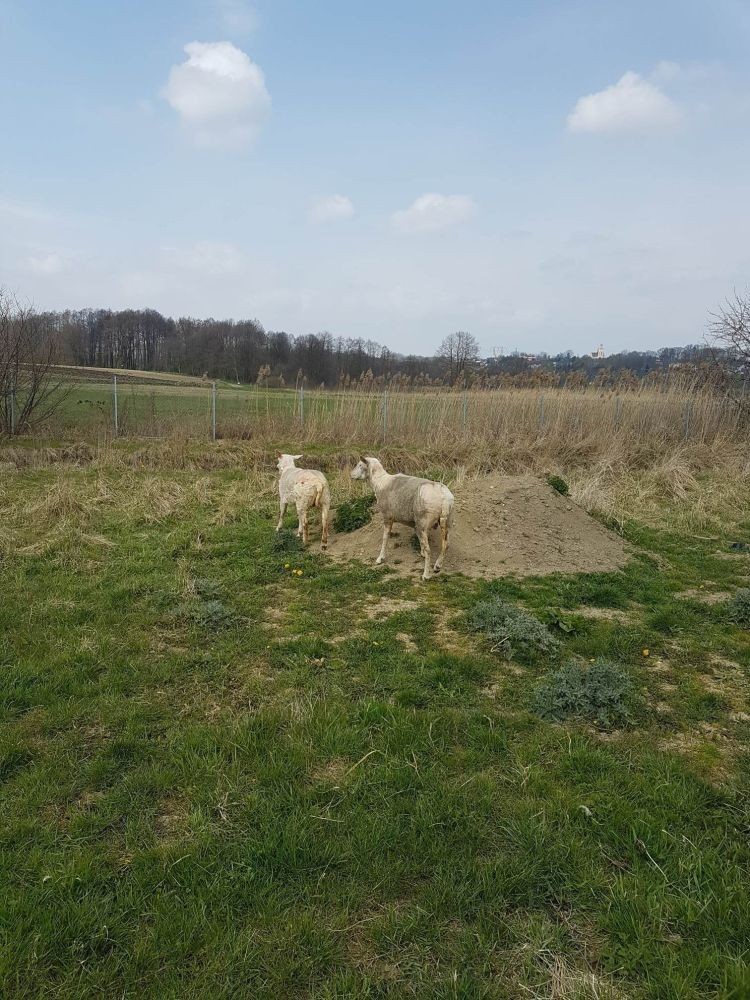 Oskarżony, który w rzeczywistości jest ofiarą. Kuriozalnej sprawy pana Krzysztofa ciąg dalszy, 