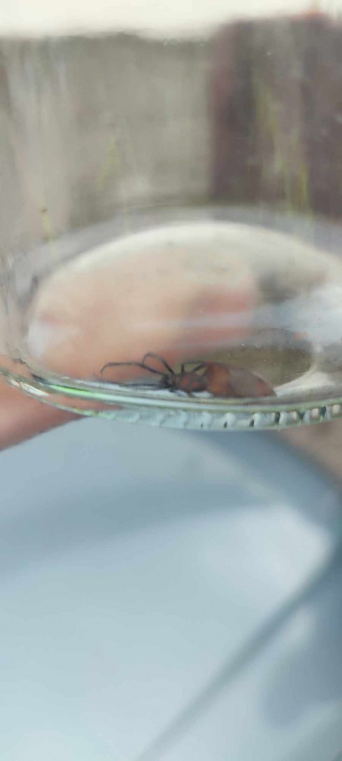 Jadowite pająki prosto z USA w Lubomi. Czy to czarna wdowa?, OSP Lubomia