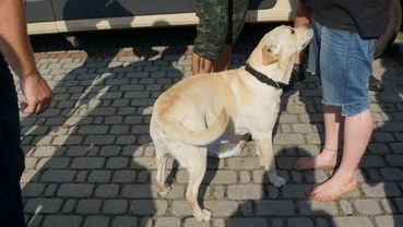 Psy Tilia i Kira tropiły narkotyki w Wodzisławiu. 15 „festiwalowiczów” zatrzymanych