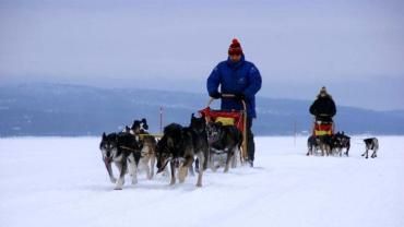 Podróżują psimi zaprzęgami po Laponii. Opowiedzą o tym w bibliotece