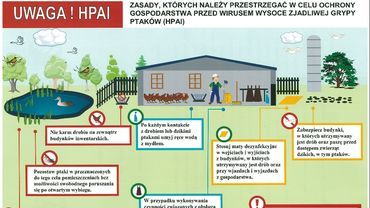Zagrożenie ptasią grypą w gminie Godów. Trwa kontrola gospodarstw