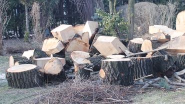 Tragedia przy wycince w Wodzisławiu. Starszy mężczyzna zginął przygnieciony drzewem. AKTUALIZACJA